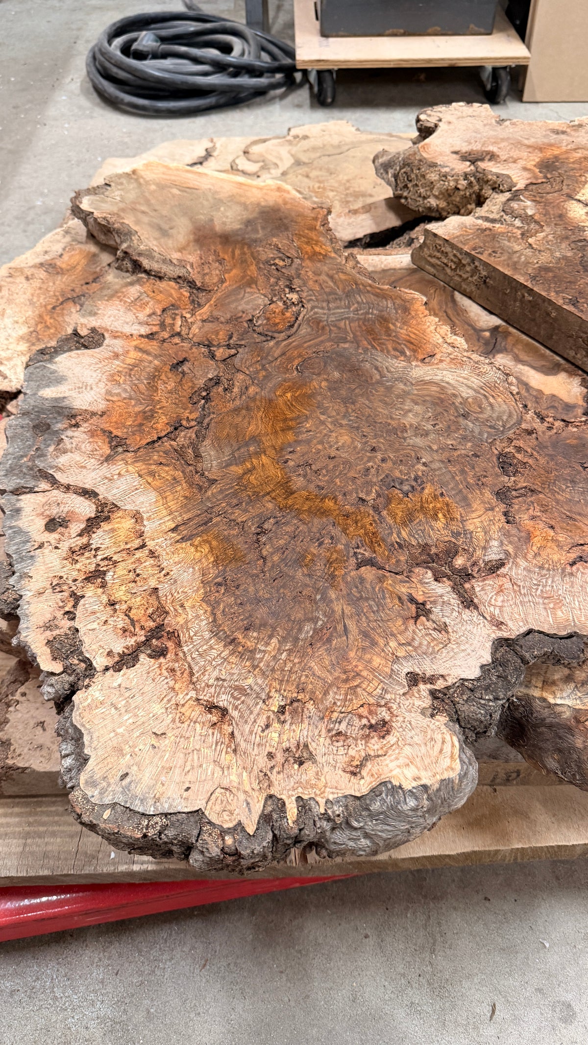 Oak Burl
