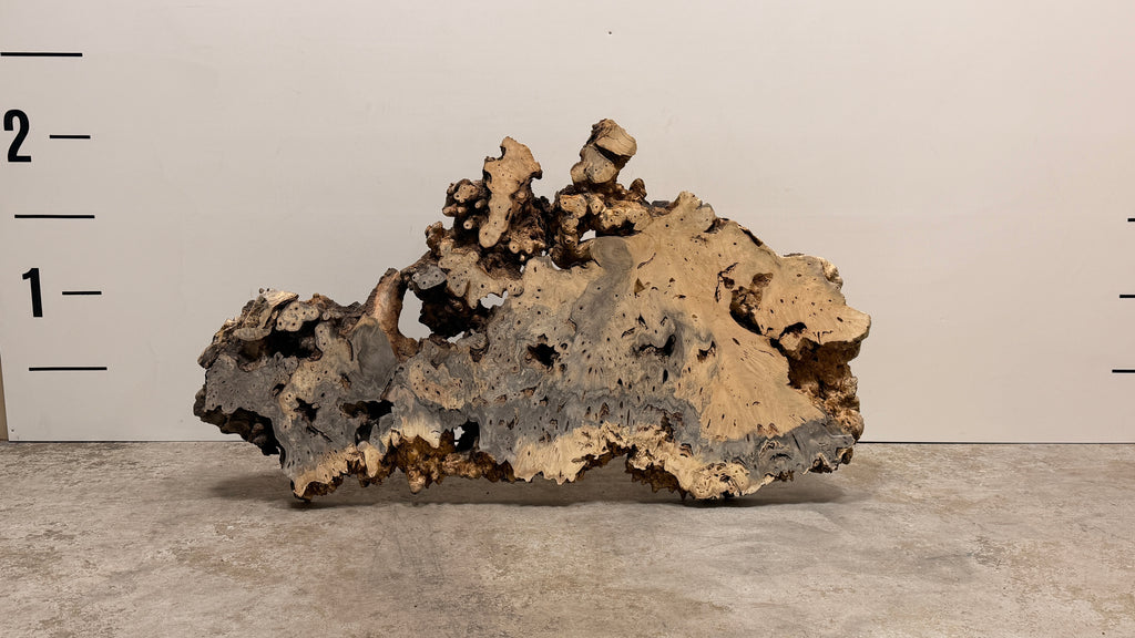 Buckeye Burl