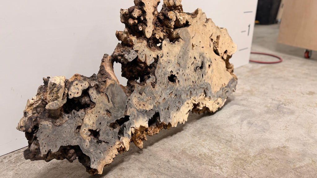 Buckeye Burl